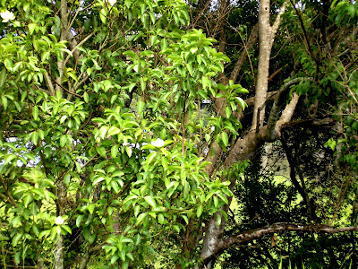 Jogos da Natureza - Em NOVA RESENDE