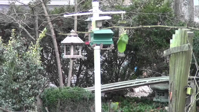 Backyard Bird Feeder