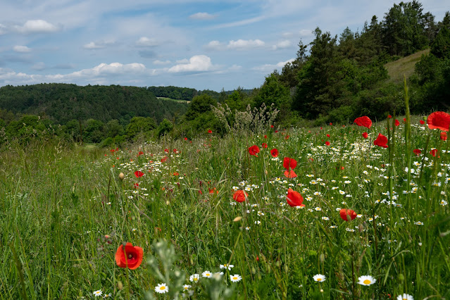 Burgensteig-Runde bei Kallmünz | Wandern im Regensburger Land 10