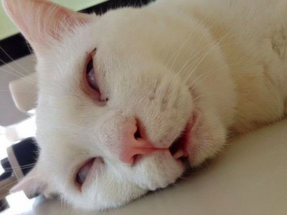Ohsenyum Ohsenyum 4 Gambar Cara Kucing Tidur  Melucukan