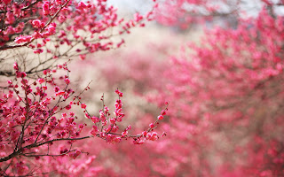 Pink Cherry Blossoms Blured Photography HD Wallpaper