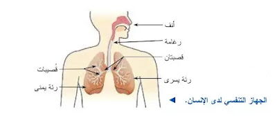 صورة رسم الجهاز التنفسي لدى الانسان