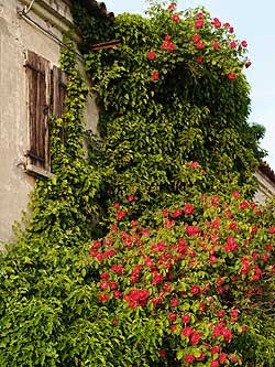 Una casa abbandonata avvolta da un viluppo di edera e rose vecchie rampicanti. Foto di Andrea Mangoni.