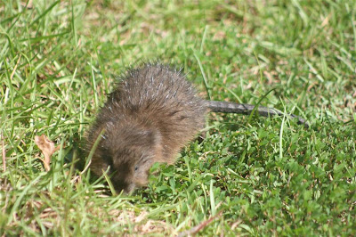 muskrat