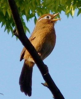 Suara burung hwamei gacor mp3