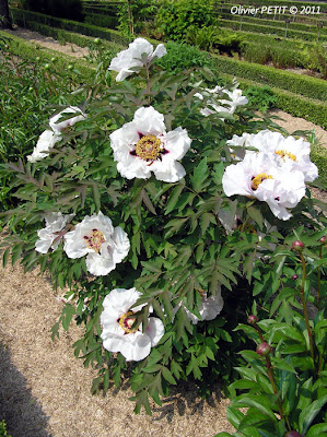 NANCY (54) - Le jardin botanique Dominique-Alexandre Godron - Pivoine