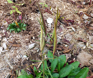 Whorled Milkweed, Asclepias verticillata