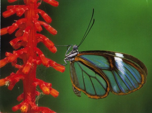 Transparent Butterfly are they real