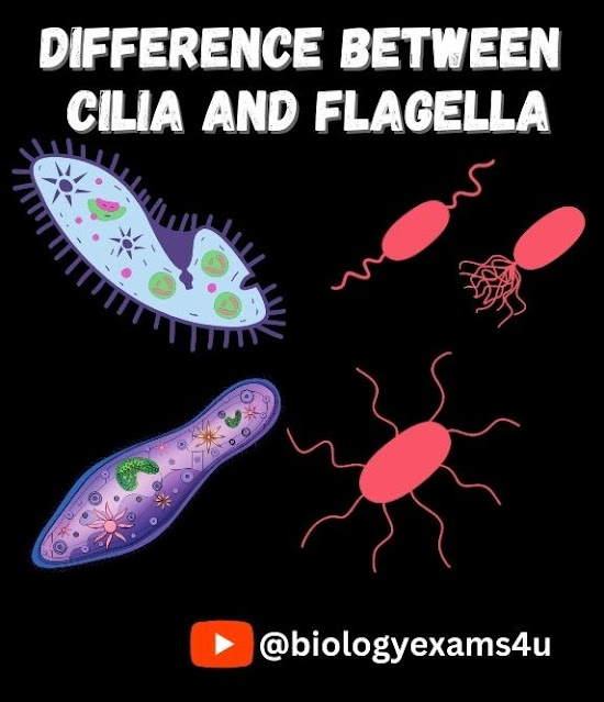 Paramecium and Bacterial flagella