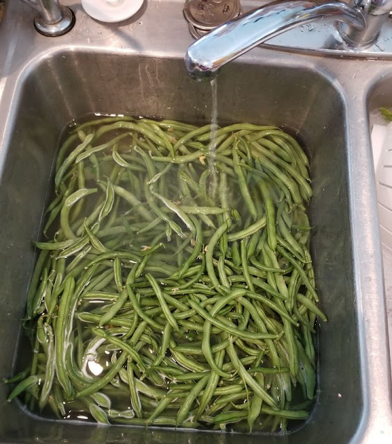 canning green beans