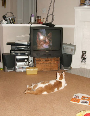 Pets watching TV Seen On www.coolpicturegallery.us