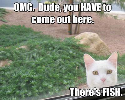 FISH.jpg