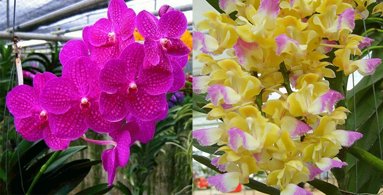 Orchid Flower Picture - Orchid Flower Picture Download - Picture of orchid flower - NeotericIT.com
