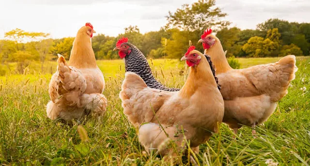 Shocking Revelation: H5N1 Bird Flu Strikes Dairy Cows Across the Country!
