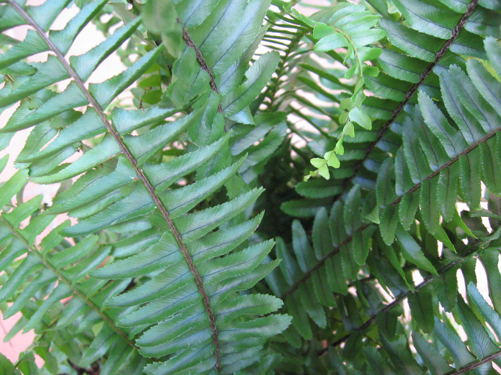 Klasifikasi Tumbuhan Paku Nephrolepis