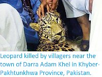 http://sciencythoughts.blogspot.com/2019/09/leopard-killed-by-villagers-near-town.html