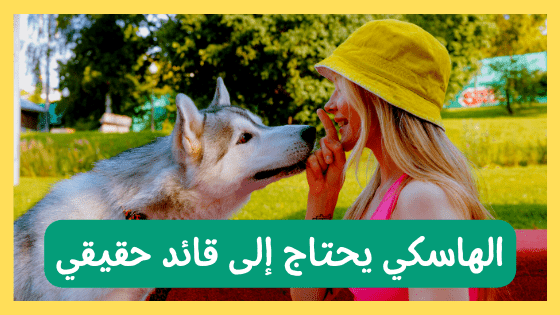10 خطوات وتدريب كلاب الهاسكي على الحراسة في هاسكي العرب