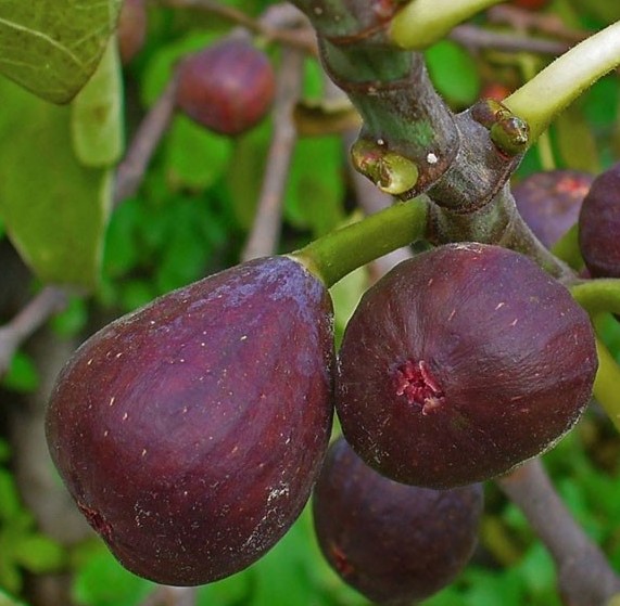 jual bibit buah tin purple ungu super tabulampot harga bervariasi Sulawesi Tenggara