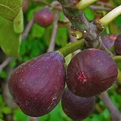 Jual Bibit Buah Tin Purple Ungu Super Tabulampot Harga Bervariasi