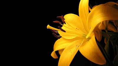 HD Dark with Yellow Wallpaper Screensavers