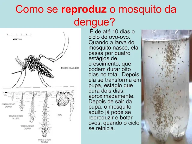 Como se reproduz o mosquito da dengue? 