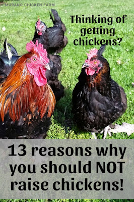 Why you shouldn't raise chickens