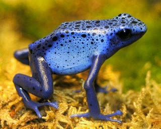 most-dangerous-animals dangerous-animals