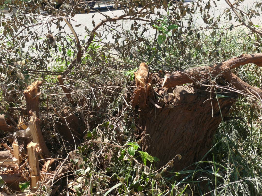 Council workers chop down trees in Kuwadzana, City of Harare, Kuwadzana Press,