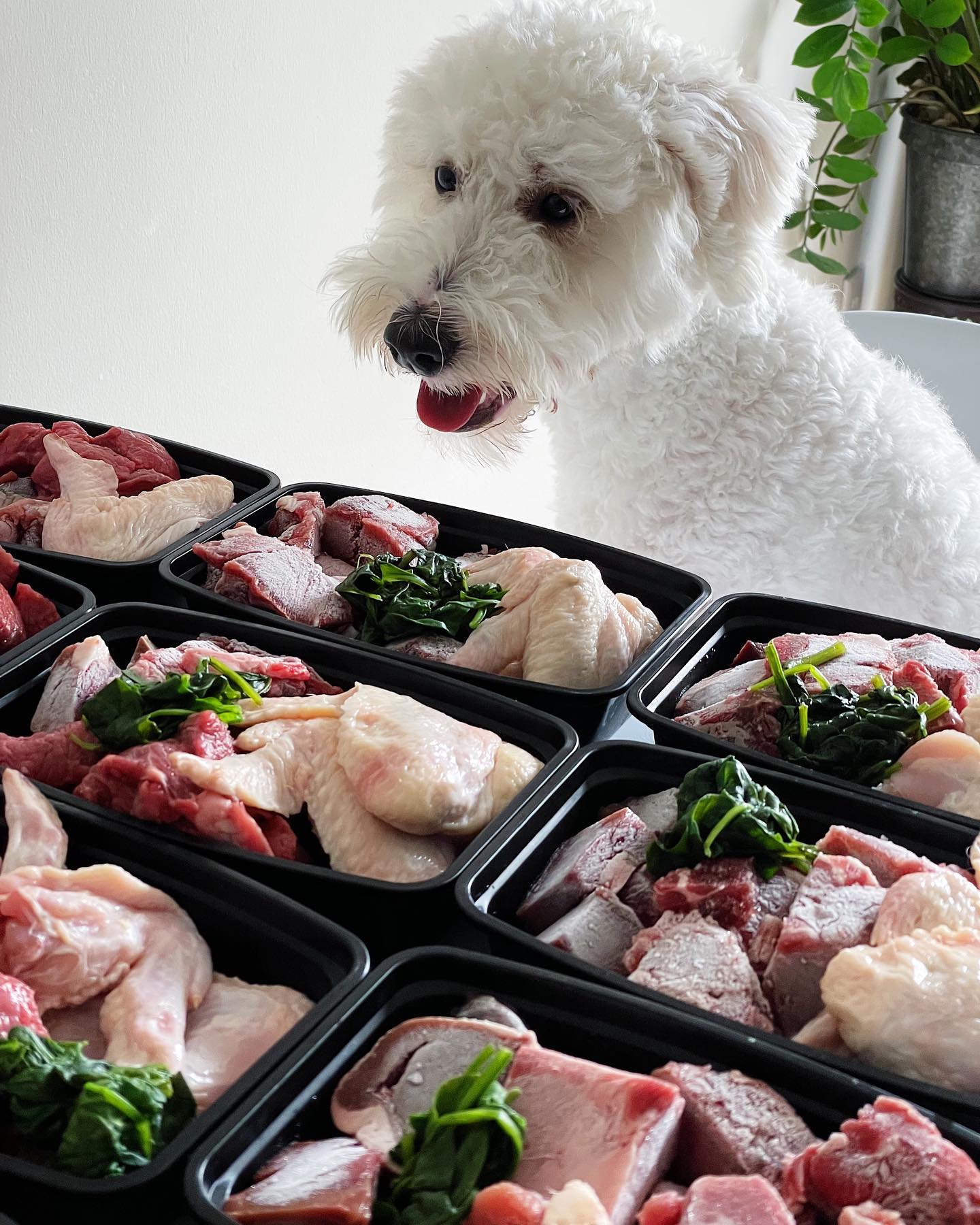 cute white aussiedoole with tongue out, begging for a taste of chicken