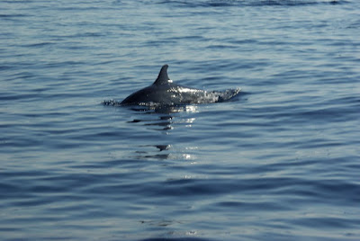Dolphins Watching at Lovina Beach Bali