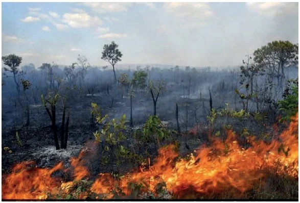 As queimadas no Cerrado ocorrem preferencialmente, na estação seca, afetando a fauna e a flora. Nos caules de árvores e arbustos, há uma espessa camada de tecido, que envolve troncos e galhos, agindo como isolante térmico e impedindo que as altas temperaturas das labaredas atinjam os tecidos vivos mais internos dos caules.