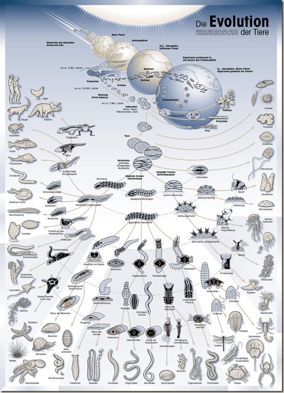 animalsEvolution