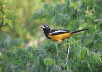 Amazing Pictures of Animals, Photo, Nature, Incredibel, Funny, Zoo, Venezuelan Troupial, Icterus icterus, Bird, Aves, Alex (6)