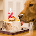 Great Options For Dog Birthday Cake