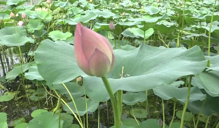 পদ্ম ফুলের ছবি hd  -পদ্ম ফুলের ছবি, পিকচার ডাউনলোড - Lotus flower NeotericIT.com