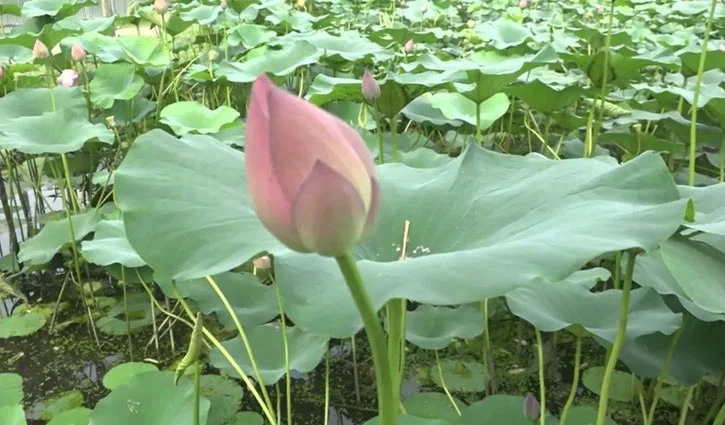 Lotus Flower Images hd - Lotus Flower Images, Picture Download - Lotus flower NeotericIT.com