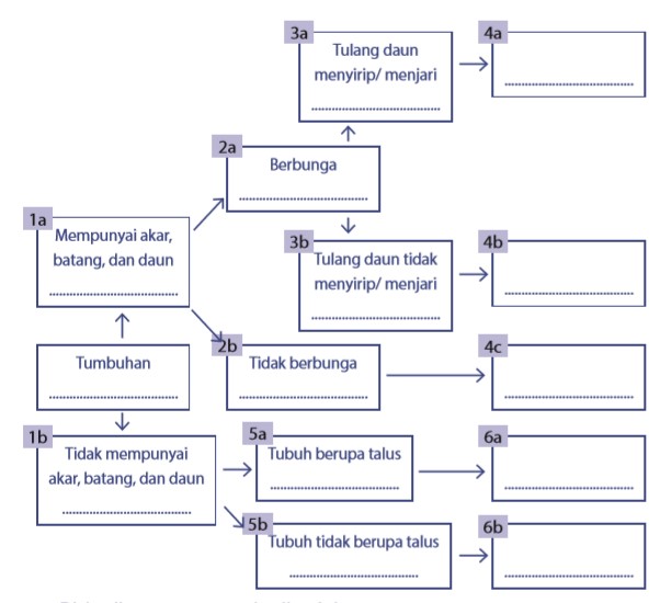  Kunci  Determinasi Tanaman Jagung Adalah Kunci  Ujian