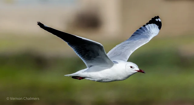 Hartlaub's Gull over Milnerton Lagoon / Woodbridge Island, Cape Town