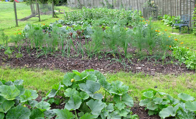 Vegetables growing in garden.
