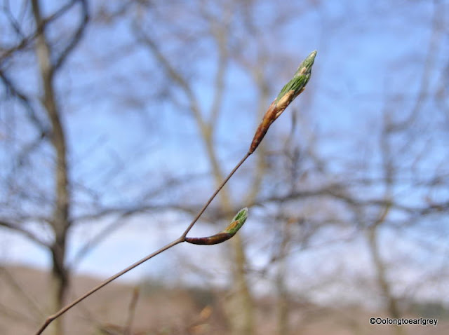 Spring in the forest, Hofheim, Germany