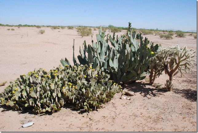 04-20-12 Casa Grande SKP Park 020