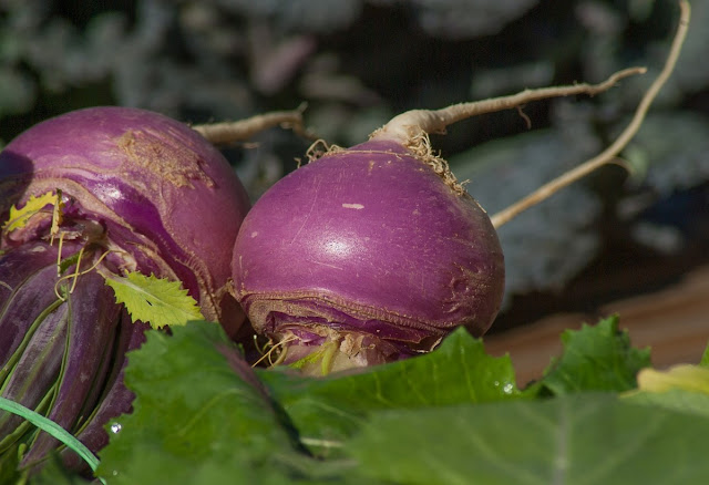 How to cook turnips