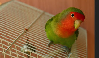 Cara Mengecek Telur di dalam Glodok Lovebird