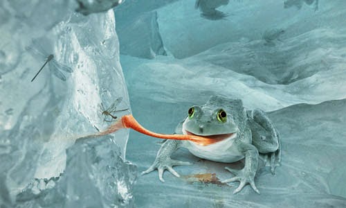 http://psd.tutsplus.com/tutorials/photo-effects-tutorials/snow-frog/