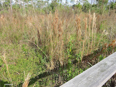 Andropogon glomeratus, south Florida