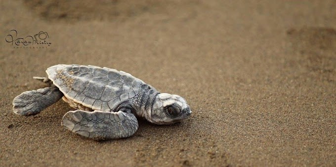 Velas  Turtle Festival - The Great Migration of Olive Ridley