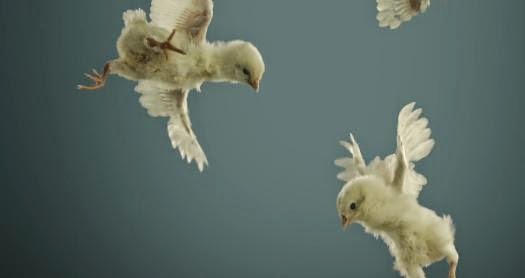 PETA — Flying Chicks