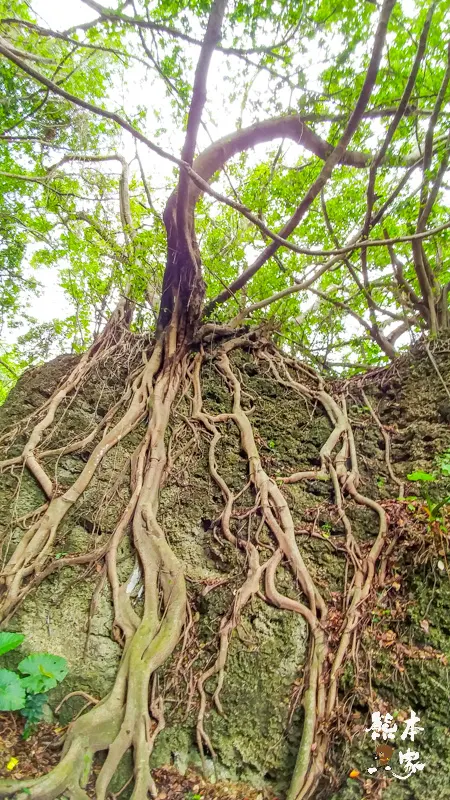 小琉球山豬溝生態步道-彷如阿凡達中身處潘朵拉星上的納美人禁地