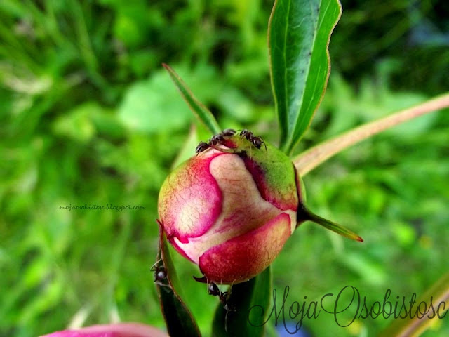 peonie i mrówki