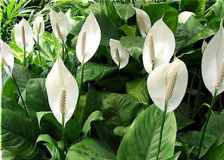 Peace Lily (spathiphlyllum)